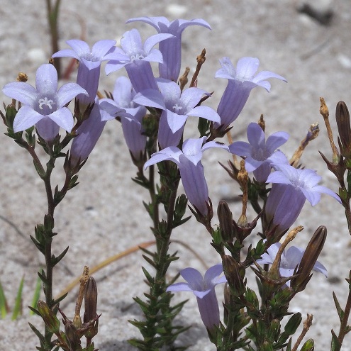 Wahlenbergia ecklonii (Wahlenbergia dregeana) - 5 Seed Pack - Image 2