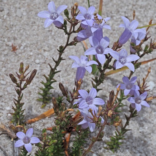 Wahlenbergia ecklonii (Wahlenbergia dregeana) - 5 Seed Pack - Image 3