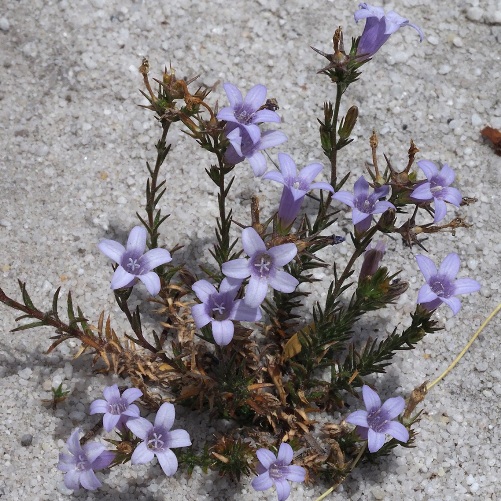 Wahlenbergia ecklonii (Wahlenbergia dregeana) - 5 Seed Pack - Image 4