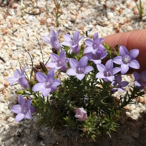 Wahlenbergia ecklonii (Wahlenbergia dregeana) - 5 Seed Pack