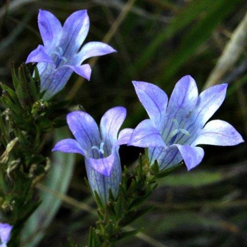 Wahlenbergia epacridea - 5 Seed Pack - Image 4