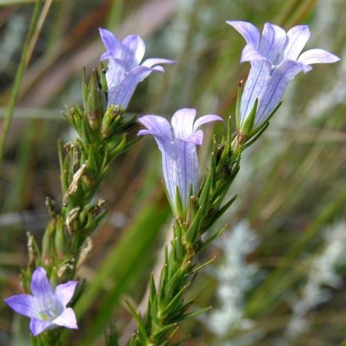 Wahlenbergia epacridea - 5 Seed Pack - Image 2