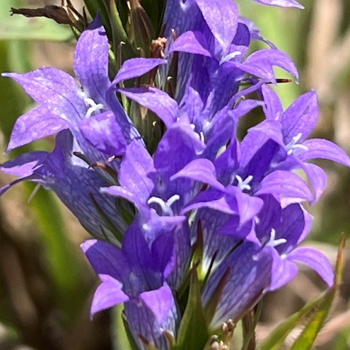 Wahlenbergia epacridea - 5 Seed Pack - Image 3