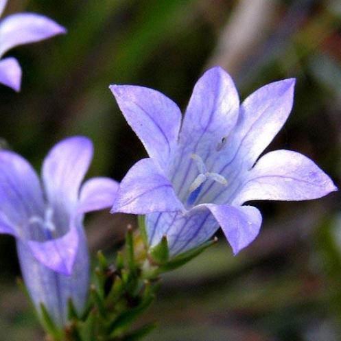 Wahlenbergia epacridea - 5 Seed Pack