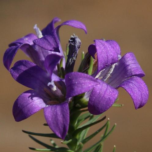 Wahlenbergia fasciculata - 5 Seed Pack - Image 2