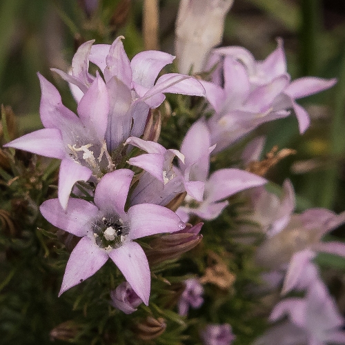 Wahlenbergia fasciculata - 5 Seed Pack