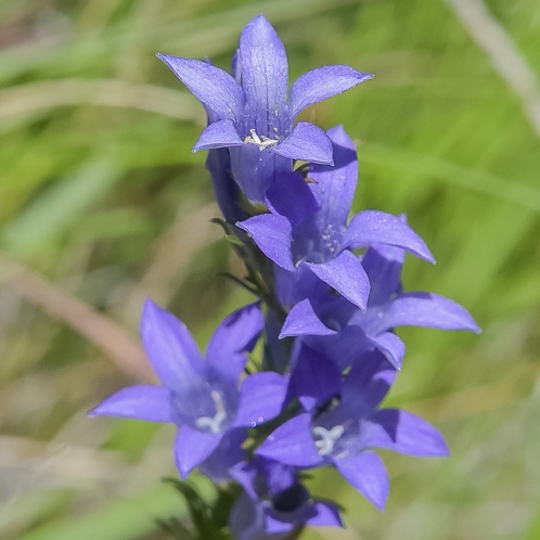 Wahlenbergia fasciculata - 5 Seed Pack - Image 4