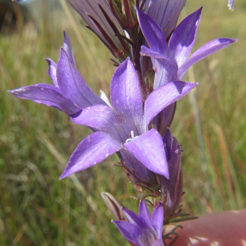 Wahlenbergia fasciculata - 5 Seed Pack - Image 5
