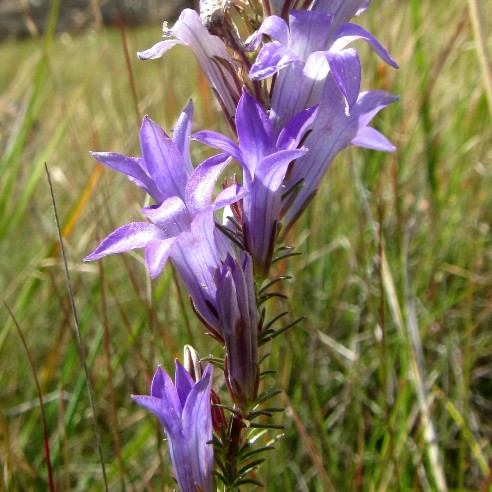 Wahlenbergia fasciculata - 5 Seed Pack - Image 6
