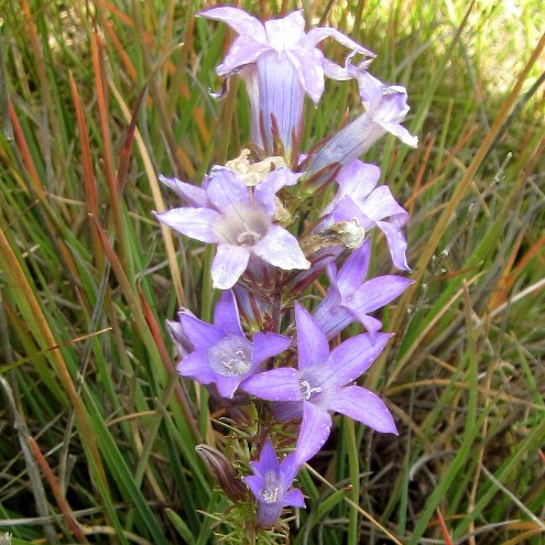 Wahlenbergia fasciculata - 5 Seed Pack - Image 3