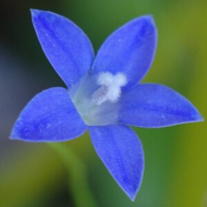 Wahlenbergia gracilis - Australian Bluebell, Sprawling Bluebell - 5 Seed Pack