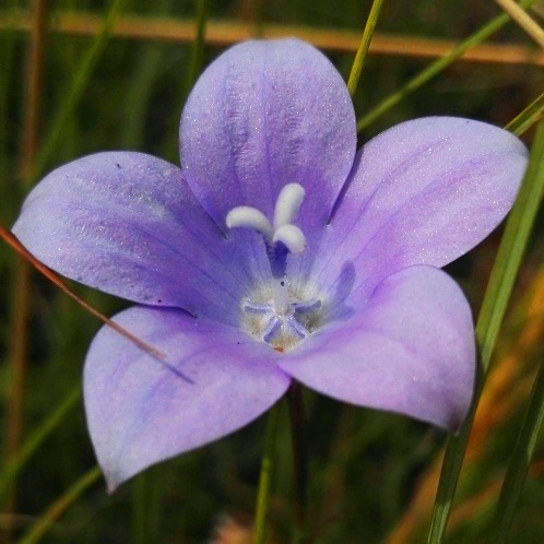 Wahlenbergia grandiflora - 5 Seed Pack