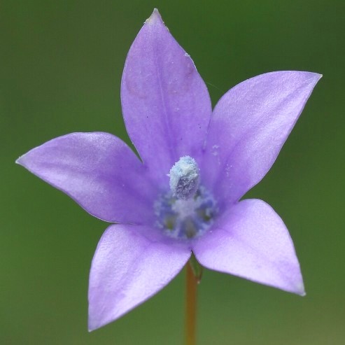 Wahlenbergia grandiflora - 5 Seed Pack - Image 3