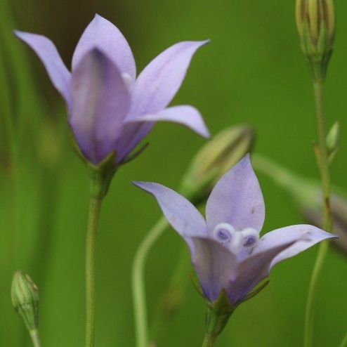 Wahlenbergia grandiflora - 5 Seed Pack - Image 2