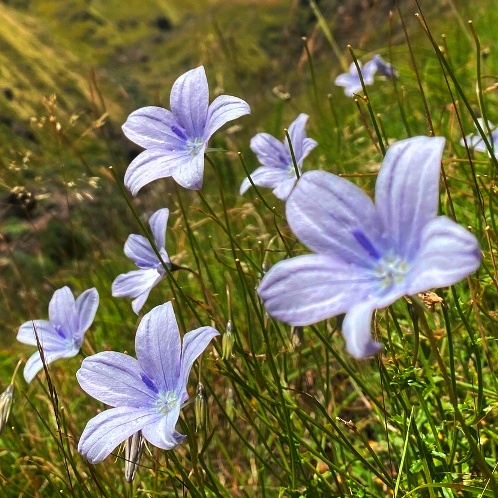 Wahlenbergia grandiflora - 5 Seed Pack - Image 4