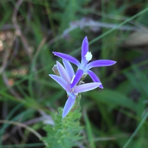 Wahlenbergia huttonii (Lightfootia huttonii) - 5 Seed Pack