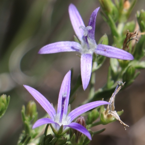 Wahlenbergia huttonii (Lightfootia huttonii) - 5 Seed Pack - Image 2