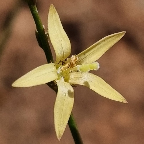Wahlenbergia juncea (Prismatocarpus junceus) - 5 Seed Pack