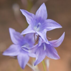 Wahlenbergia krebsii (Wahlenbergia zeyheri) - Fairy Bell-flower - 5 Seed Pack
