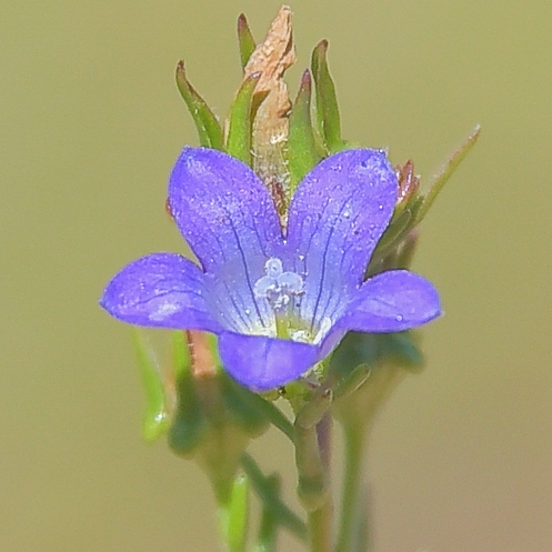 Wahlenbergia lobulata (Wahlenbergia galpinii) - 5 Seed Pack - Image 2