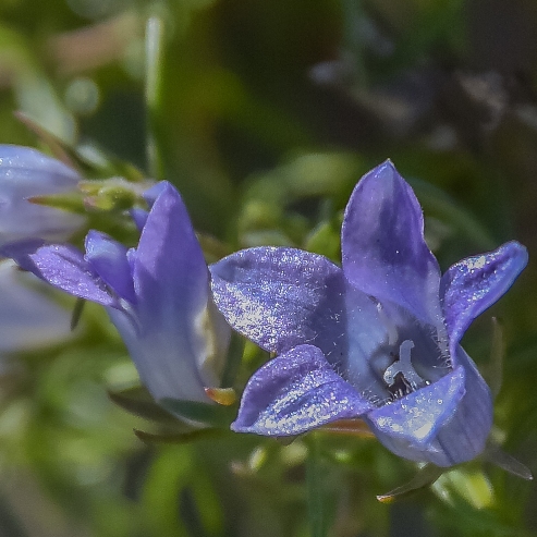 Wahlenbergia lobulata (Wahlenbergia galpinii) - 5 Seed Pack