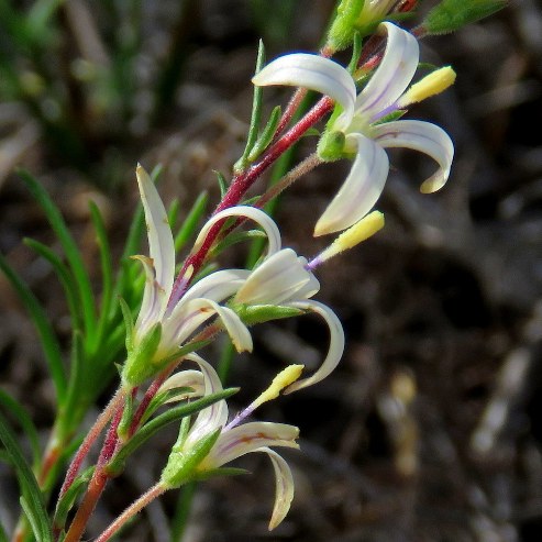 Wahlenbergia longifolia (Lightfootia longifolia) - 5 Seed Pack - Image 2