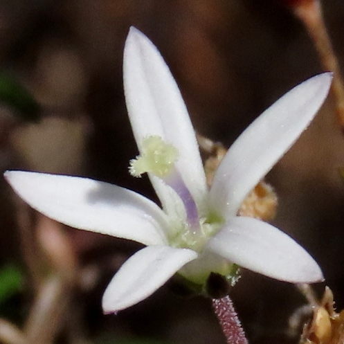 Wahlenbergia longifolia (Lightfootia longifolia) - 5 Seed Pack - Image 3