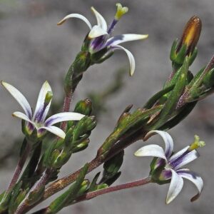 Wahlenbergia longifolia (Lightfootia longifolia) - 5 Seed Pack