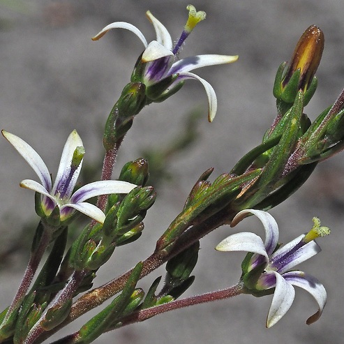 Wahlenbergia longifolia (Lightfootia longifolia) - 5 Seed Pack