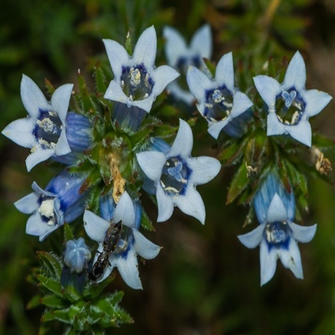 Wahlenbergia lycopodioides - 5 Seed Pack