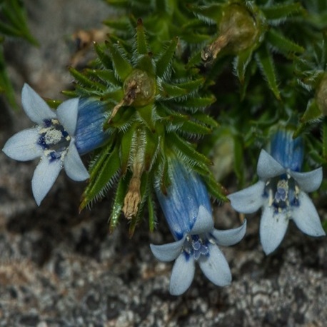 Wahlenbergia lycopodioides - 5 Seed Pack - Image 4