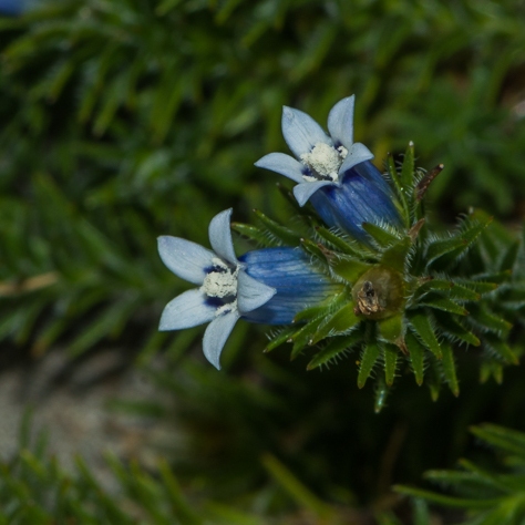 Wahlenbergia lycopodioides - 5 Seed Pack - Image 2