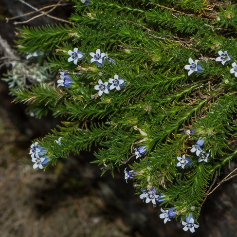 Wahlenbergia lycopodioides - 5 Seed Pack - Image 3