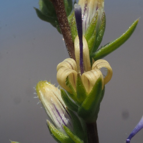 Wahlenbergia macrostachys - 5 Seed Pack