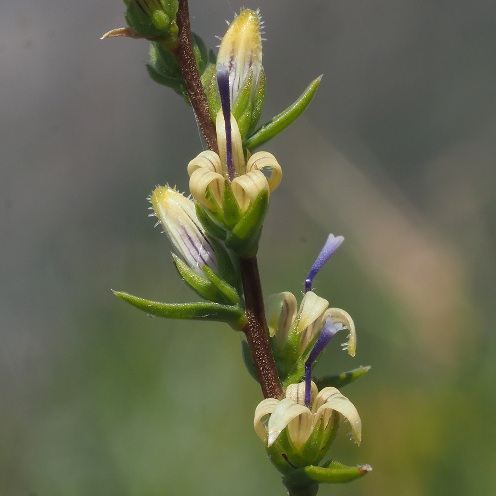 Wahlenbergia macrostachys - 5 Seed Pack - Image 2