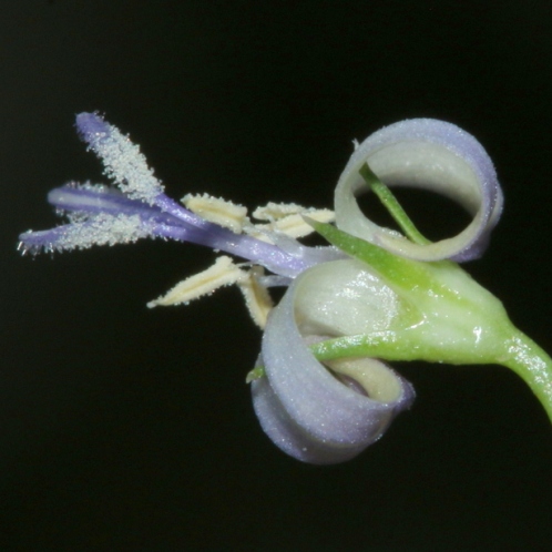 Wahlenbergia magaliesbergensis (Lightfootia paniculata) - 5 Seed Pack - Image 3