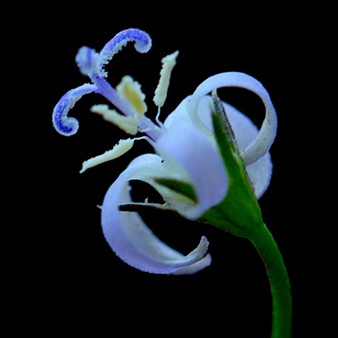 Wahlenbergia magaliesbergensis (Lightfootia paniculata) - 5 Seed Pack - Image 4