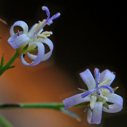 Wahlenbergia magaliesbergensis (Lightfootia paniculata) - 5 Seed Pack