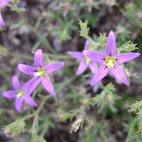 Wahlenbergia namaquana - 5 Seed Pack