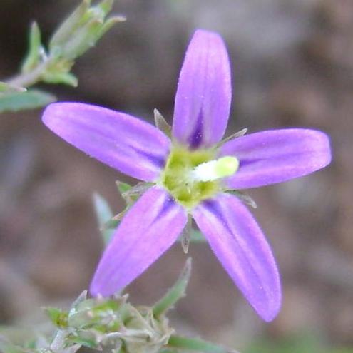 Wahlenbergia namaquana - 5 Seed Pack - Image 2