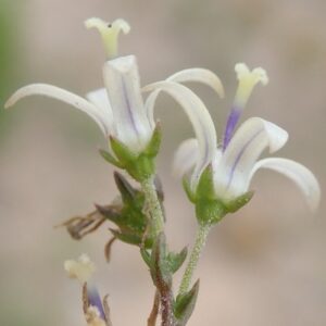 Wahlenbergia neostricta (Lightfootia stricta) - 5 Seed Pack