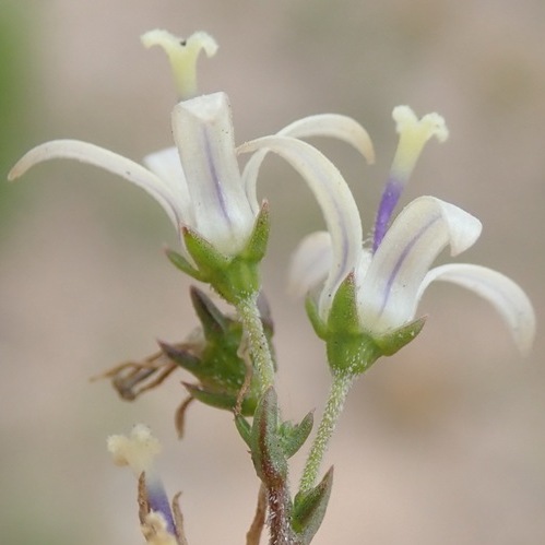 Wahlenbergia neostricta (Lightfootia stricta) - 5 Seed Pack