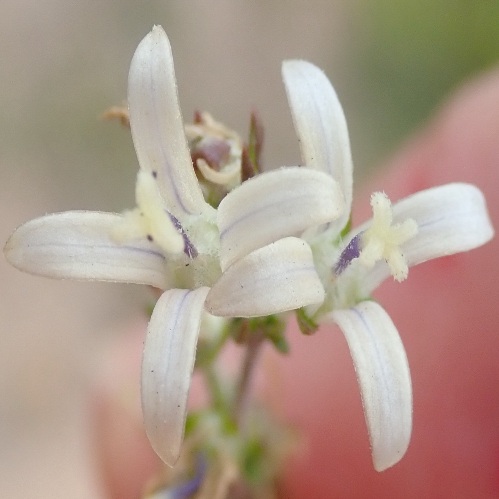 Wahlenbergia neostricta (Lightfootia stricta) - 5 Seed Pack - Image 3