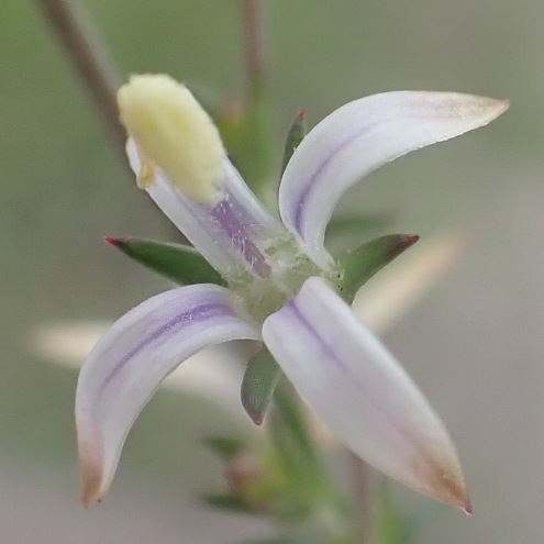 Wahlenbergia neostricta (Lightfootia stricta) - 5 Seed Pack - Image 2
