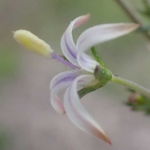 Wahlenbergia neostricta (Lightfootia stricta) - 5 Seed Pack - Image 4