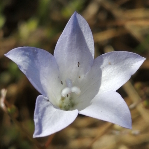 Wahlenbergia obovata - 5 Seed Pack