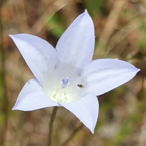 Wahlenbergia obovata - 5 Seed Pack - Image 2