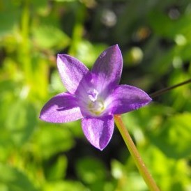 Wahlenbergia patula (Wahlenbergia intricatissima) - 5 Seed Pack - Image 3