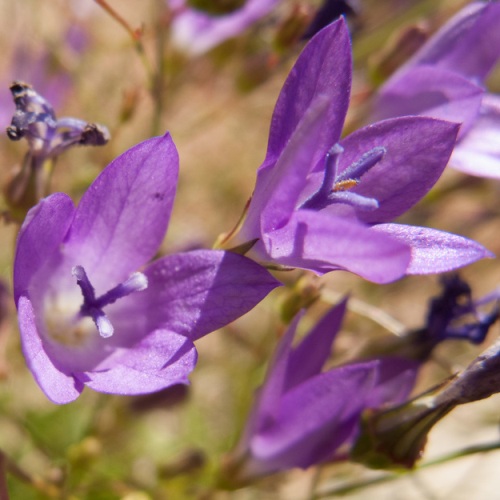 Wahlenbergia patula (Wahlenbergia intricatissima) - 5 Seed Pack - Image 2