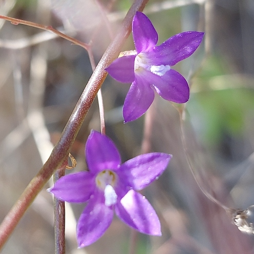 Wahlenbergia patula (Wahlenbergia intricatissima) - 5 Seed Pack - Image 4